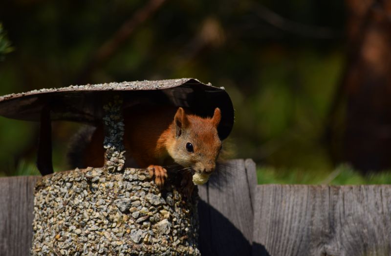 Chimney Birds Removal