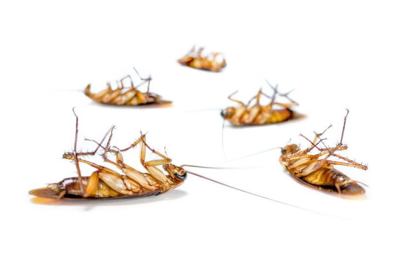 Cockroach Population