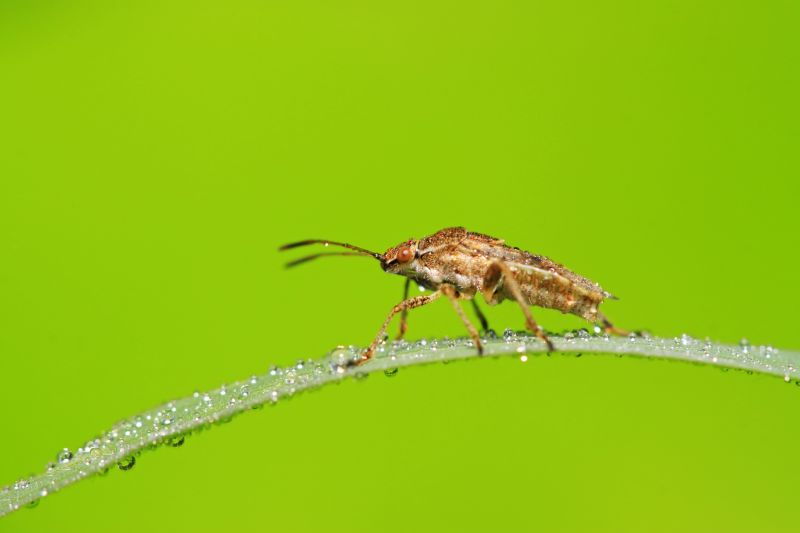 Health And Nuisance Issues Caused By Stinkbugs