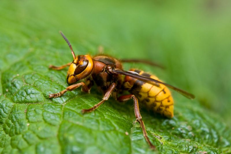Hornets Nest Removal