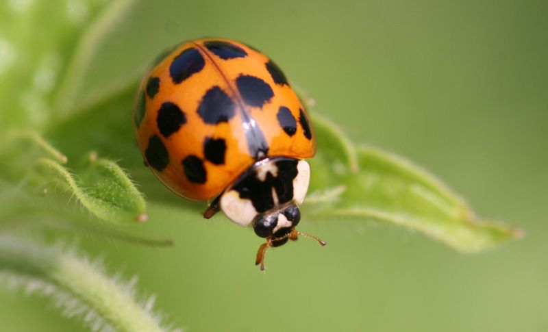 Ladybug Removal