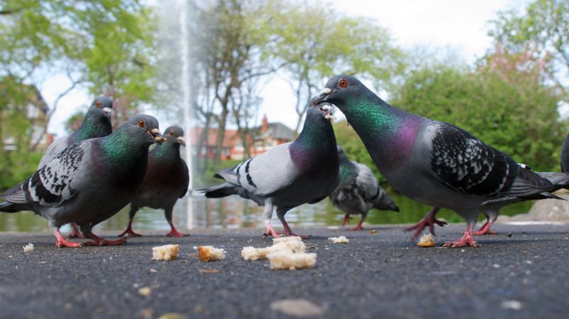 Pigeon Proofing Service