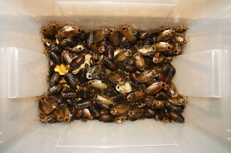 Roach Infestation Control