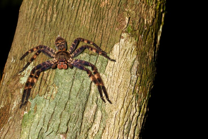 Tarantula Hawk Extermination