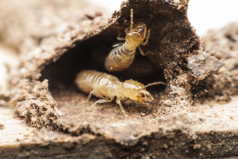 Termite Fumigation