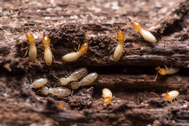 Termites Extermination