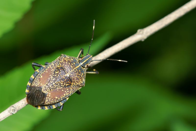 Why Stinkbugs Invade Homes And Buildings