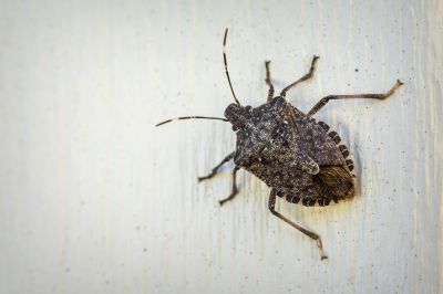 Why Stinkbugs Invade Homes And Buildings