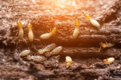 Winged Termite Extermination
